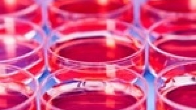Revolutionary Blood Vessel Cells Enhance Success of Islet Transplants for Diabetes Treatment
